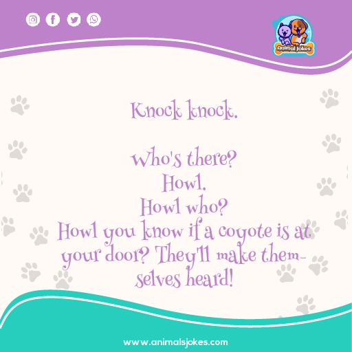 Best Knock Knock Jokes about Coyotes